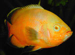 Astronotus ocellatus Zuchtform "Roter Oscar"