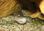 Pimelodus ornatus