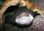 Cephalosilurus apurensis