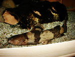 Pseudopimelodus bufonius