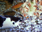 Clarias batrachus
