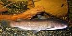 Ameiurus nebulosus:  Bei der Fütterung mit Regenwürmern und Fischfilets bleiben auch 25 cm lange Tiere schlank.