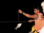 Rio Tefé-Reise 2010: Köderfisch an der Fangleine für große Raubwelse.