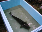 Ictalurus punctatus