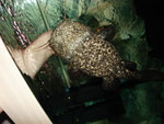 Cephalosilurus apurensis