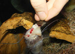 Pimelodus ornatus bei der Fütterung von Hand.