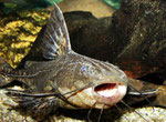 Pterodoras granulosus