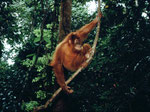 Borneo Orang-Utan (Pongo pygmaeus) live. Nur mit guten Führern gelang es uns, wilde Orang-Utans zu finden.