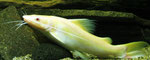 Hemibagrus nemurus: Variante "Yellow Mystus"