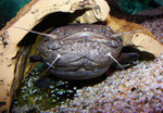 Cephalosilurus apurensis