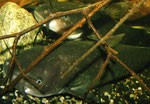Ameiurus nebulosus