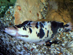 Clarias batrachus: Männchen beim Auswedeln der Laichmulde