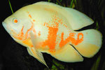 Astronotus ocellatus Albinovariante (männliches Tier)