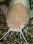 Clarias batrachus - von oben betrachtet