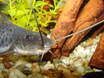 Calophysus macropterus: Jungtier