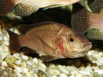 Tilapia spec.: Weibchen unmittelbar nach dem Ablaichen mit Eiern im Maul
