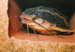 Platydoras costatus