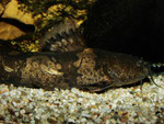 Pseudopimelodus bufonius