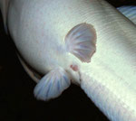 Clarias batrachus: Genitalpapille beim Weibchen