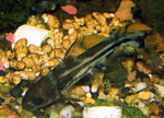 Tachysurus spilotus