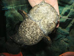 Handzahmer Cephalosilurus apurensis