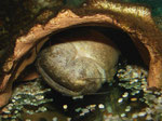 Blick auf den in seiner Höhle auf dem Rücken schlafenden Cephalosilurus fowleri