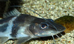 Pimelodus ornatus adult: Bei ihnen tritt der bläuliche Schimmer noch deutlicher hervor.