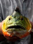 Rio Tefé-Reise 2010: Diesen Cichla ocellaris wie auch die folgenden Fische (darunter den Cichliden Astronotus ocellatus, aber auch Süßwasserrochen und große Dornwelse) haben wir im Lago da Boa vista mit dem Netz gefangen.
