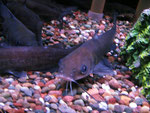 Ictalurus punctatus wird in den USA Chanell-Catfish oder Spotted Cat genannt.
