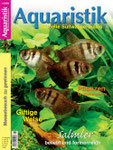 Ros, Wolfgang (2008): Ein Schmuckstück im Aquarium: Der Raubwels Pimelodus ornatus, Aquaristik-Aktuell (4): 54-57.