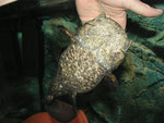 Cephalosilurus apurensis