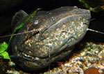 Cephalosilurus nigricaudus (adult)