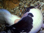 Clarias batrachus: Paarung