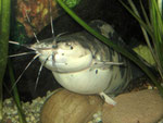 Clarias batrachus