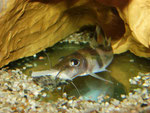 Pimelodus ornatus