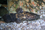Cephalosilurus apurensis mit typischer Jugendfärbung