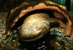 Cephalosilurus fowleri