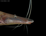 Brachyplatystoma tigrinum