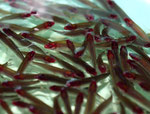 Der Rotkopfsalmler (Hemigrammus bleheri) ist im Handel genauso begehrt wie der Rote Neon (Paracheirodon axelrodi), nur das Fangen ist mühsamer.