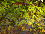Nymphaea glandulifera.