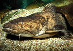 Cephalosilurus fowleri