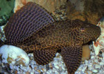 Glyptoperichthys gibbiceps: 20 cm langes Exemplar