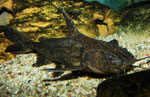 Pterodoras granulosus