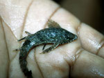 Der Hexenwels, auch Zwergharnischwels genannt, ist ein Fisch aus der Familie der Harnischwelse (Loricariidae).