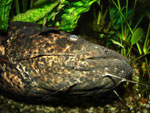 Cephalosilurus nigricaudus: Der Koloss setzt sich in Bewegung.