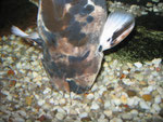 Clarias batrachus: Nahrungsgraben