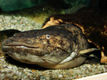 Cephalosilurus fowleri