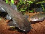 Ameiurus nebulosus: beide Tiere zusammen.