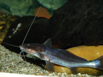 Exallodontus aguanai: 15 cm langes Exemplar