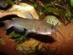Ameiurus nebulosus: 15 cm langes Exemplar